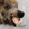 Wild Boar Taxidermy Shoulder Mount For Sale - Image 7