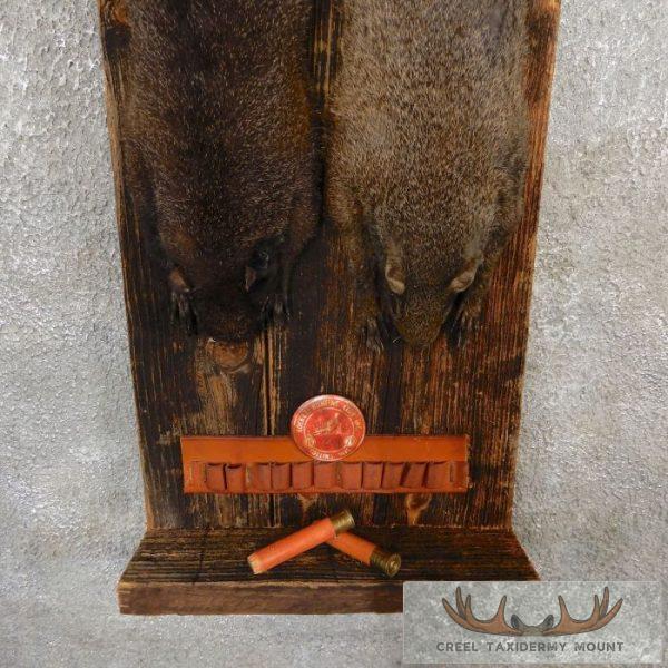 Captain's Classic Black & Grey Squirrel Display For Sale - Image 4