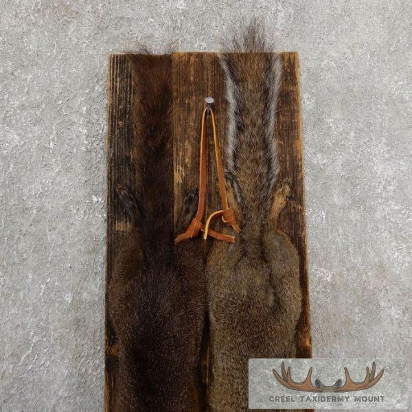 Captain's Classic Black & Grey Squirrel Display For Sale - Image 5