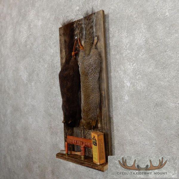 Captain's Classic Black & Grey Squirrel Display For Sale - Image 3