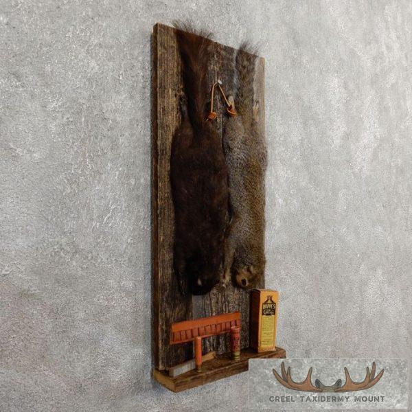 Captain's Classic Black & Grey Squirrel Display For Sale - Image 2