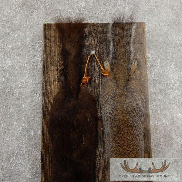 Captain's Classic Black & Grey Squirrel Display For Sale - Image 5
