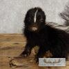 Adolescent Striped Skunk Taxidermy Mount For Sale - Image 6