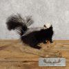 Adolescent Striped Skunk Taxidermy Mount For Sale - Image 3