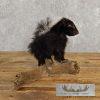 Adolescent Striped Skunk Taxidermy Mount For Sale - Image 4