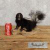 Adolescent Striped Skunk Taxidermy Mount For Sale - Image 2