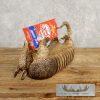 Reproduction Armadillo Life-Size Taxidermy Mount For Sale - Image 5