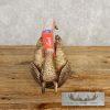 Reproduction Armadillo Life-Size Taxidermy Mount For Sale - Image 7