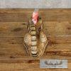Reproduction Armadillo Life-Size Taxidermy Mount For Sale - Image 6