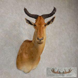 Coke's Hartebeest Shoulder Taxidermy Mount Taxidermy