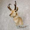 Pronghorn Antelope Taxidermy Shoulder Mount For Sale - Image 2