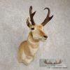 Pronghorn Antelope Taxidermy Shoulder Mount For Sale - Image 3