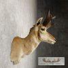 Pronghorn Antelope Taxidermy Shoulder Mount For Sale - Image 4