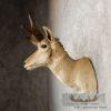 Pronghorn Antelope Taxidermy Shoulder Mount For Sale - Image 5