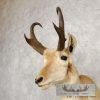 Pronghorn Antelope Taxidermy Shoulder Mount For Sale - Image 6