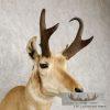 Pronghorn Antelope Taxidermy Shoulder Mount For Sale - Image 7