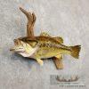 19" Largemouth Bass Taxidermy Fish Mount For Sale - Image 2