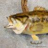 19" Largemouth Bass Taxidermy Fish Mount For Sale - Image 4