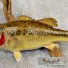 19" Largemouth Bass Taxidermy Fish Mount For Sale - Image 5