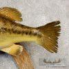 19" Largemouth Bass Taxidermy Fish Mount For Sale - Image 6