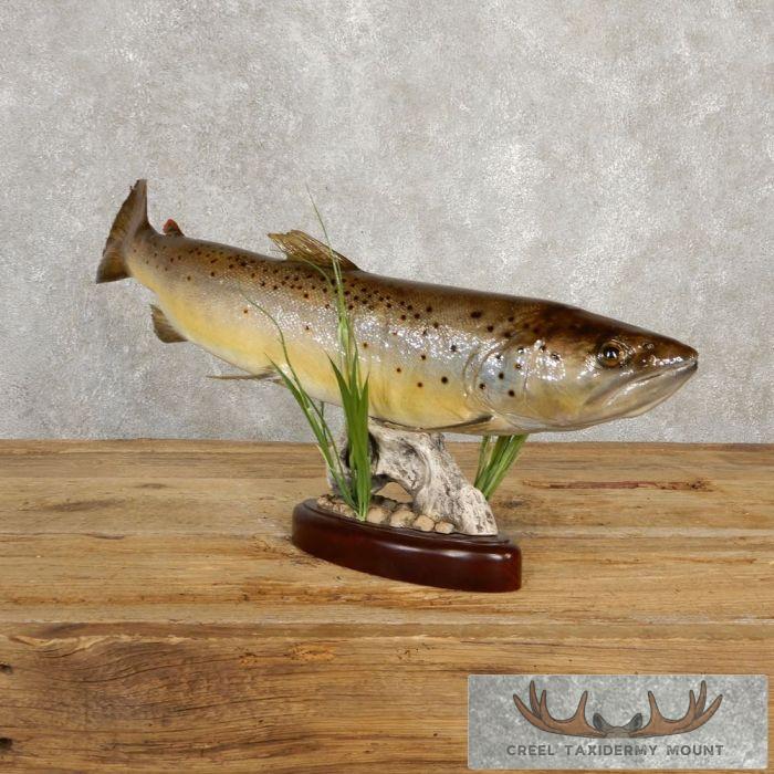 Brown Trout Taxidermy Fish Mount For Sale