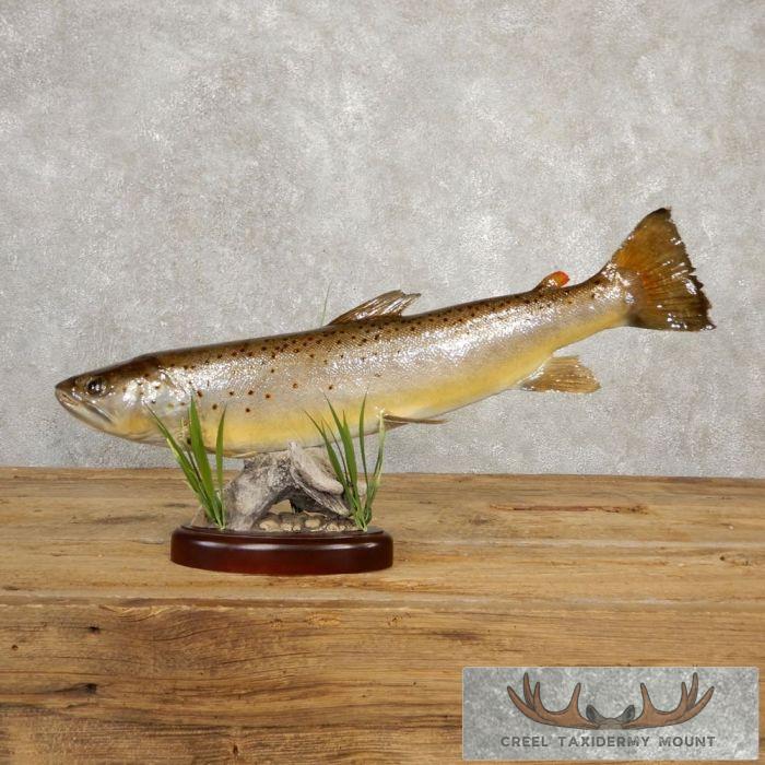Brown Trout Taxidermy Fish Mount For Sale