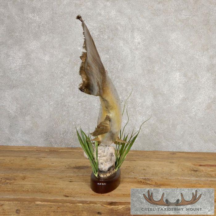 Brown Trout Taxidermy Fish Mount For Sale