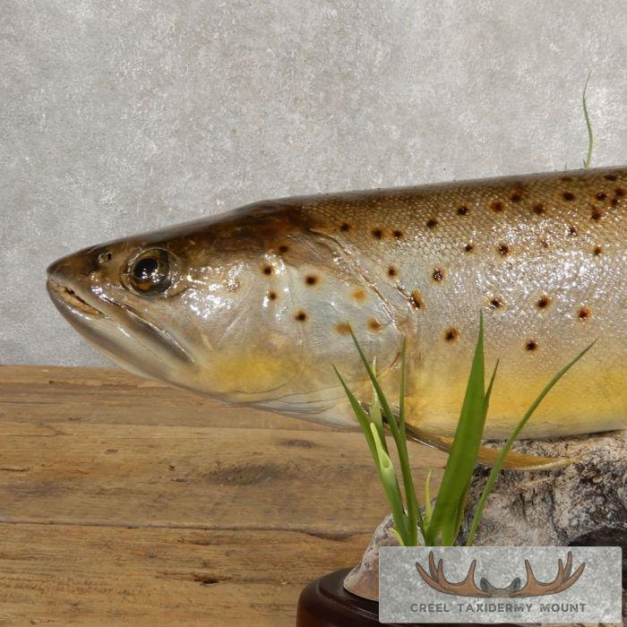 Brown Trout Taxidermy Fish Mount For Sale