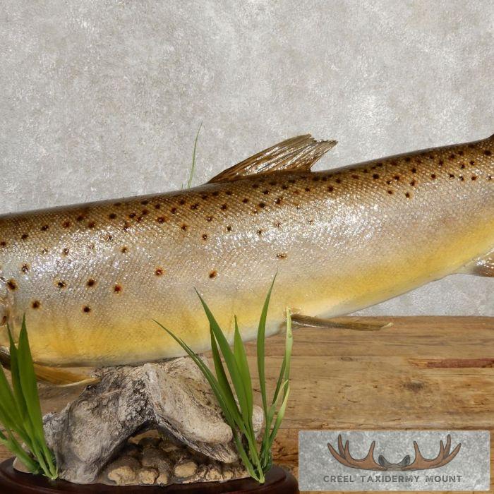 Brown Trout Taxidermy Fish Mount For Sale
