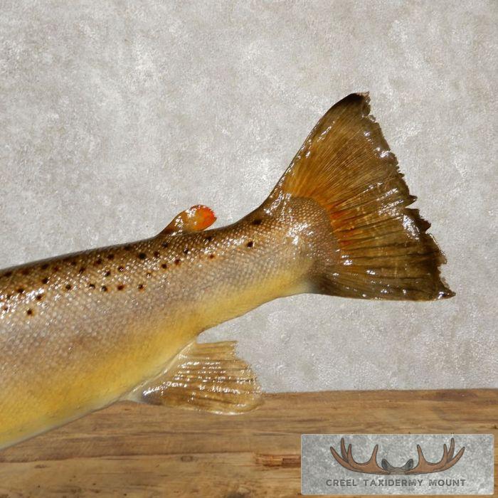 Brown Trout Taxidermy Fish Mount For Sale