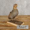 Hungarian Grey Partridge Taxidermy Mount For Sale - Image 2