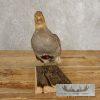 Hungarian Grey Partridge Taxidermy Mount For Sale - Image 6