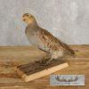 Hungarian Grey Partridge Taxidermy Mount For Sale - Image 3