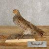 Hungarian Grey Partridge Taxidermy Mount For Sale - Image 4