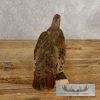 Hungarian Grey Partridge Taxidermy Mount For Sale - Image 7