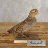 Hungarian Grey Partridge Taxidermy Mount For Sale - Image 5
