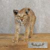 Bobcat Taxidermy Mount For Sale - Image 3
