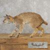 Bobcat Taxidermy Mount For Sale - Image 2