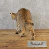 Bobcat Taxidermy Mount For Sale - Image 7