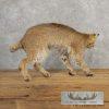 Bobcat Taxidermy Mount For Sale - Image 6