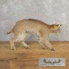 Bobcat Taxidermy Mount For Sale - Image 5