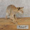 Bobcat Taxidermy Mount For Sale - Image 4