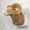 Bighorn Sheep Ram Head Taxidermy Shoulder Mount For Sale - Image 3