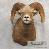 Bighorn Sheep Ram Head Taxidermy Shoulder Mount For Sale - Image 2