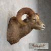 Bighorn Sheep Ram Head Taxidermy Shoulder Mount For Sale - Image 5