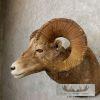 Bighorn Sheep Ram Head Taxidermy Shoulder Mount For Sale - Image 6