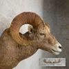Bighorn Sheep Ram Head Taxidermy Shoulder Mount For Sale - Image 7