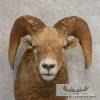 Bighorn Sheep Ram Head Taxidermy Shoulder Mount For Sale - Image 8