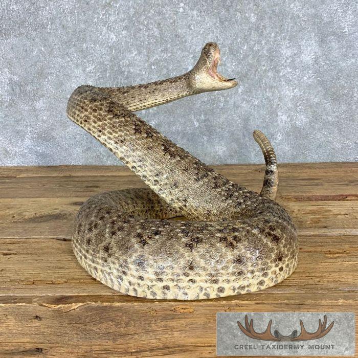 Western Diamondback Rattlesnake Taxidermy Mount For Sale - Creel Taxidermy