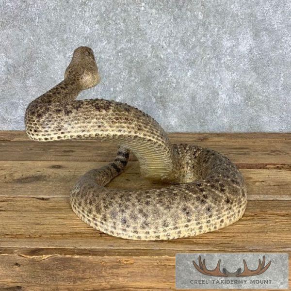 Western Diamondback Rattlesnake Taxidermy Mount For Sale - Creel Taxidermy